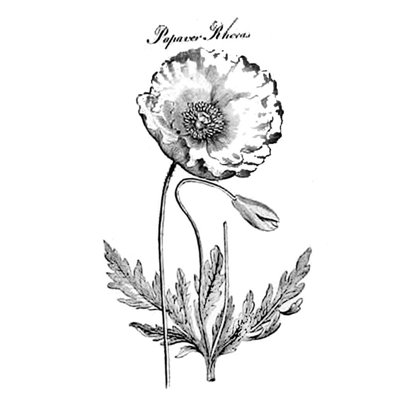 #2339 - Flower - Nature